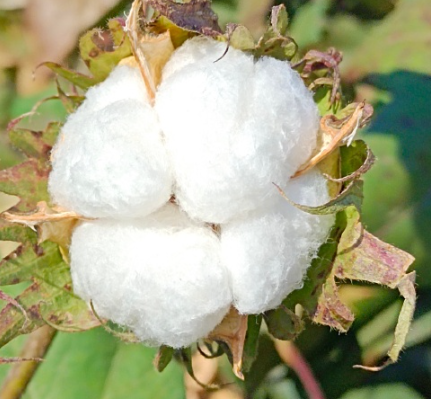 棉花需要放到冷庫(kù)存儲(chǔ)嗎？_上海開(kāi)冉制冷