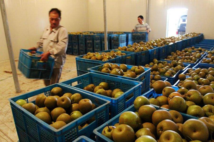 建一個1000平方果蔬冷庫，平均分5間造價多少