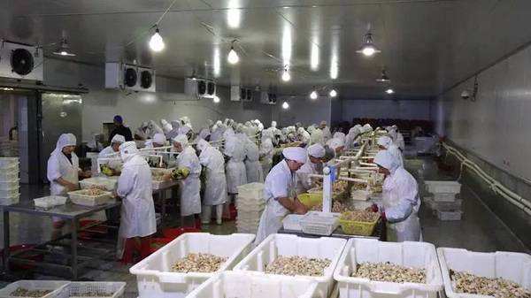 3000立方低溫冷凍庫(kù) 3000立方低溫冷凍庫(kù)