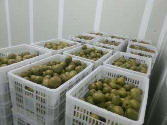 4000立方氣調(diào)冷庫(kù)安裝 4000立方氣調(diào)冷庫(kù)安裝