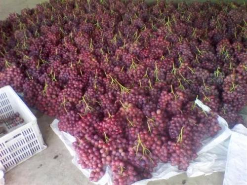 300噸葡萄保鮮冷庫 300噸葡萄保鮮冷庫