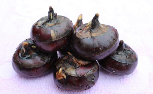 馬蹄(荸薺)保鮮冷庫 馬蹄(荸薺)保鮮冷庫