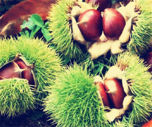 板栗冷庫(kù) 板栗冷庫(kù)