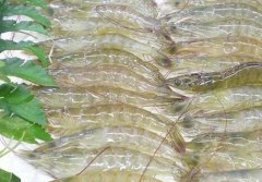 低溫海鮮凍庫(kù)建設(shè) 設(shè)備報(bào)價(jià)多少?